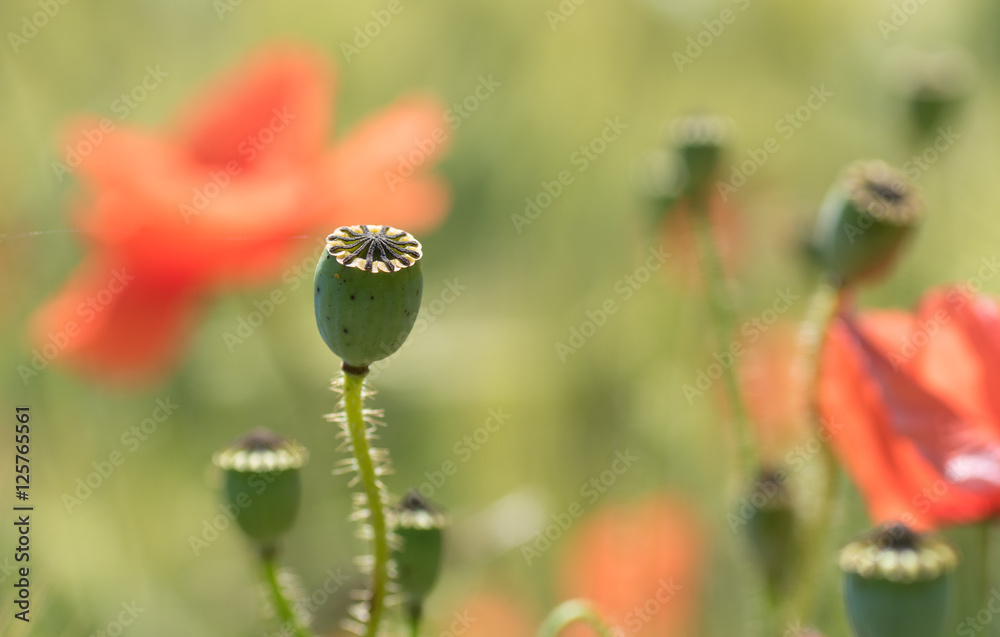 Mohnkapsel und Mohnblüten