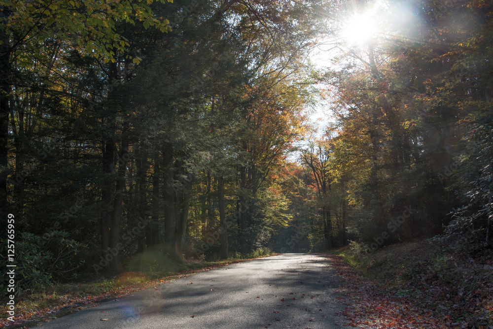 Highway through fall foliage