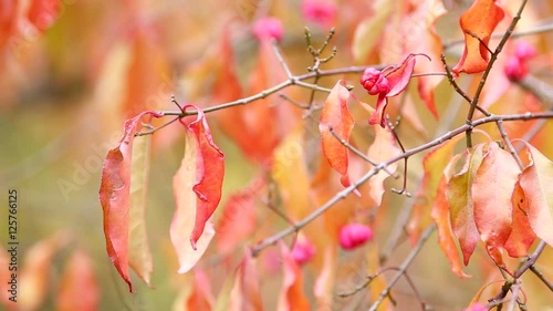 Colourful Autumnal Leaves on Tree Branch Closeup photo