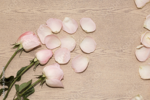 group of pink rose on wooden desk,rose flower give on valentine, copy space,rose flower have thorn