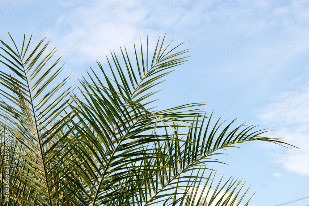 green leaf of palm,palm in garden or pak,palm is tall,palm make oxygen green leaf of palm,palm in garden or pak,palm is tall,palm make oxygen