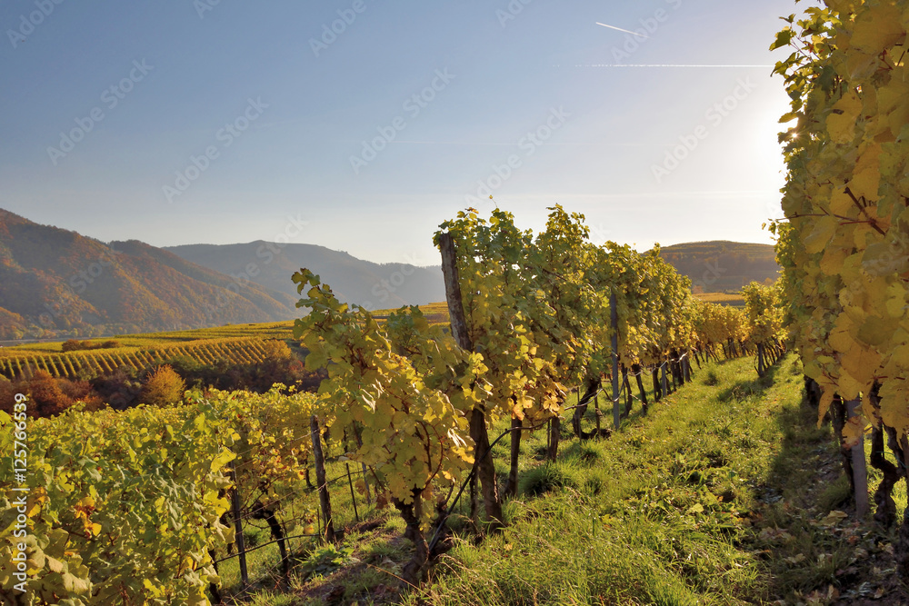 Scenic View into the Wachau and its vineyards in fall. Famous UNESCO cultural landscape known for its wine.