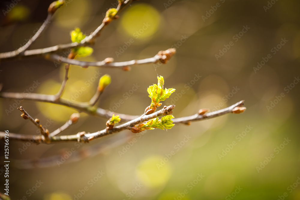 The first spring gentle leaves, buds and branches macro background, young branches with leaves and buds, First sprout on tree branch. Nature awakening in spring. Horizontal view. The first spring gentle leaves, buds and branches macro background, young branches with leaves and buds, First sprout on tree branch. Nature awakening in spring. Horizontal view.