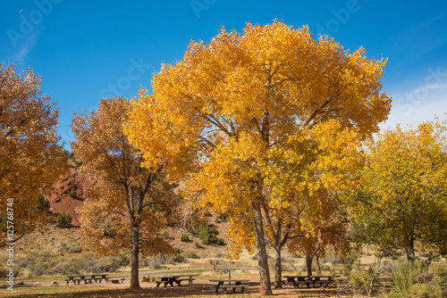 Fall Foliage in Utah