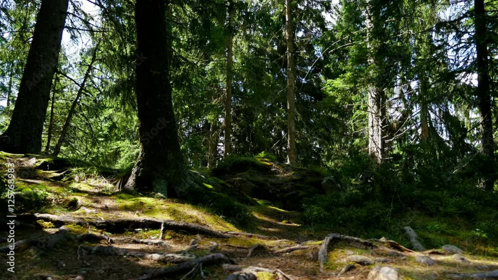 Hooded man running in the wood Hooded man running in the wood