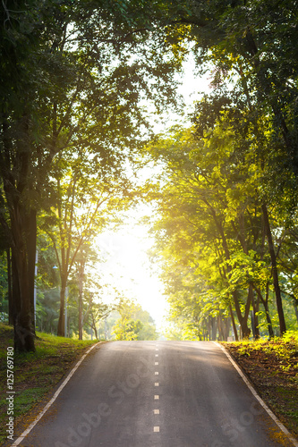 forest road trees along at the country side in thailand