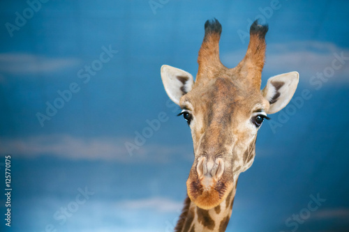 Giraffe © mariiya