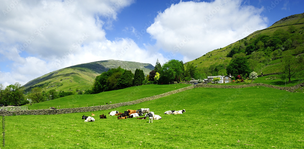 Cows and the fells