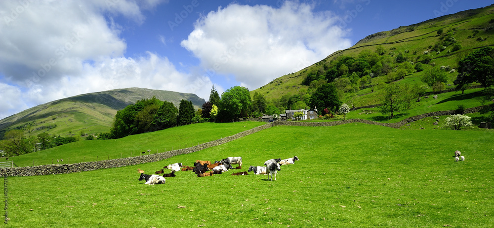 Cows and the fells