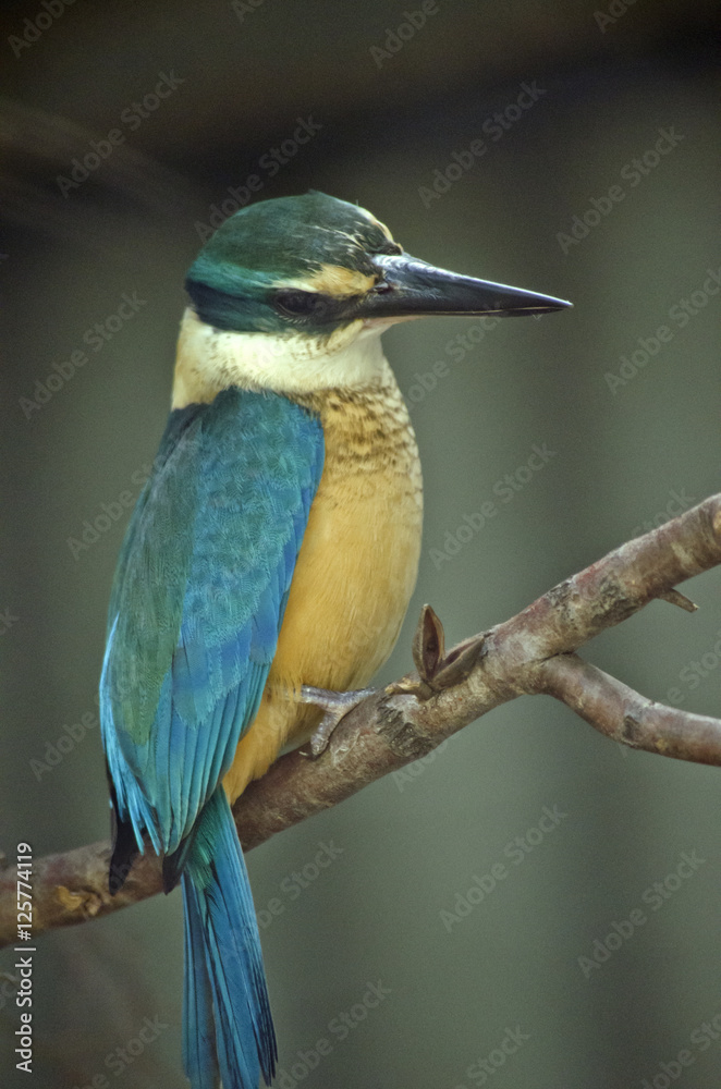 Fototapeta premium forest kingfisher