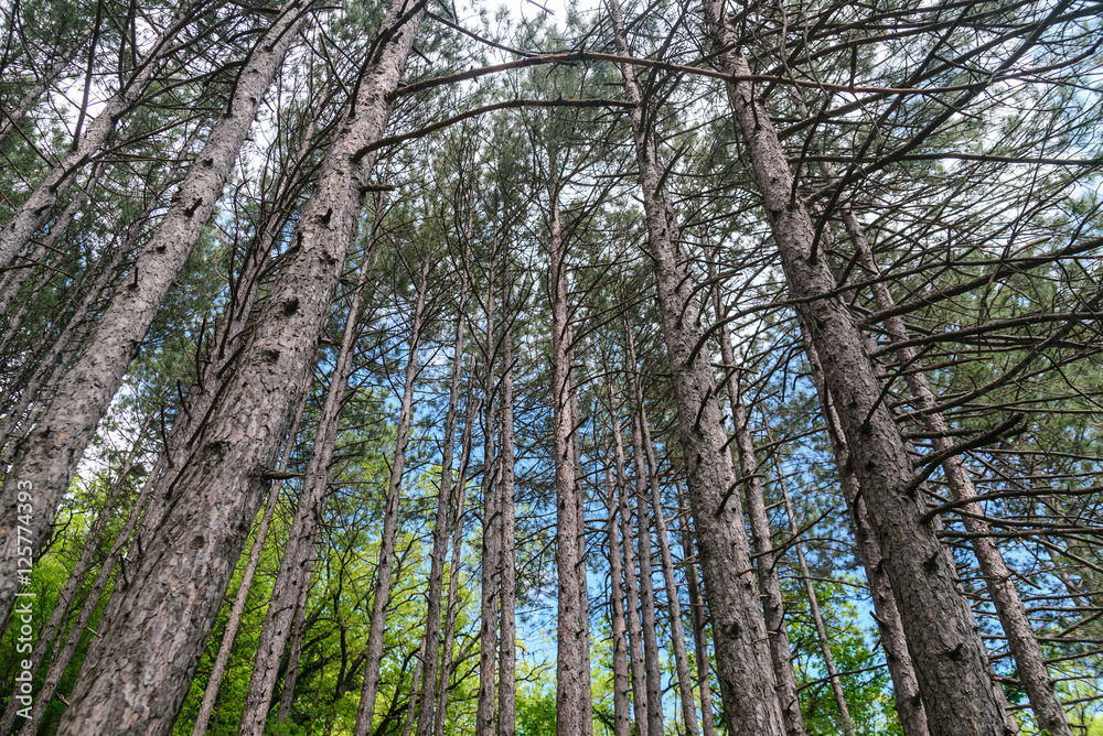 Obraz premium Pine nature green wood