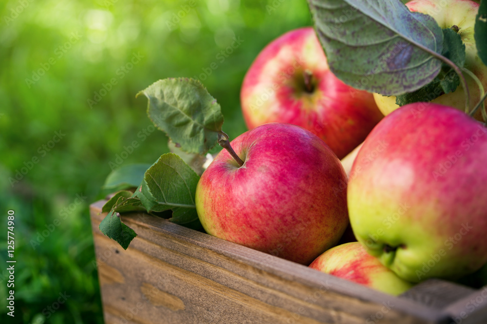 Apples in wooden crate in garden Apples in wooden crate in garden
