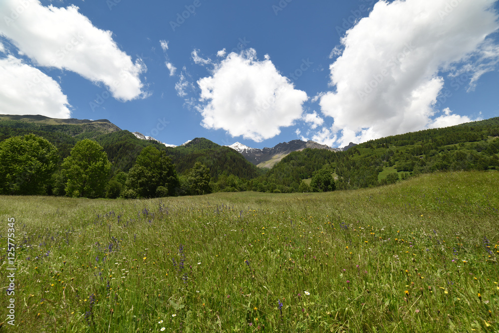 paesaggio di montagna verde fiori erba natura relax benessere yoga vita
