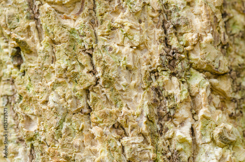Tree bark texture background