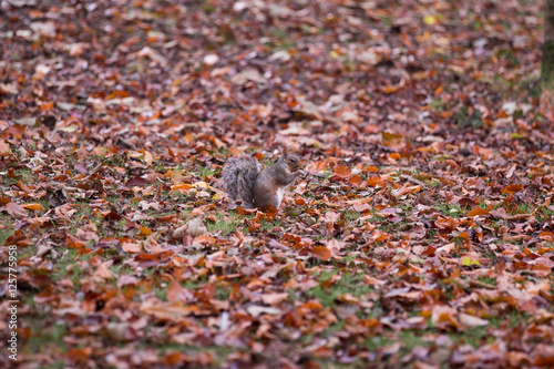 Ein Eichhörnchen sitzt im Herbstlaub