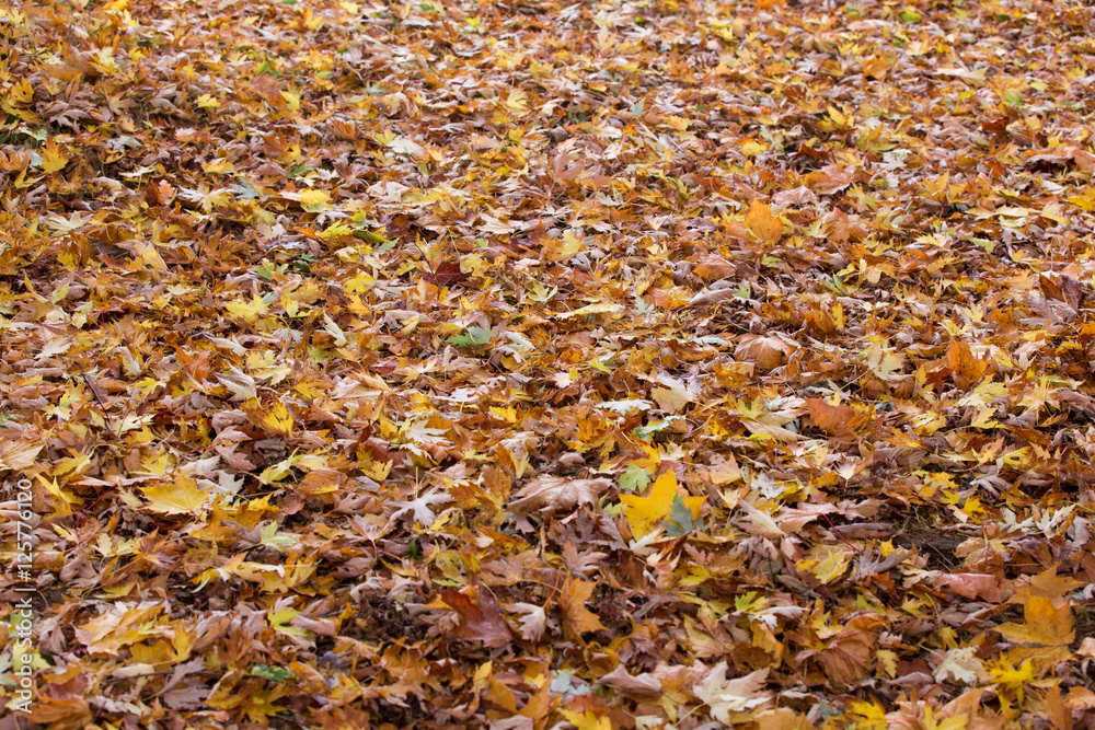 Blätter Textur in herbstlichen Farben