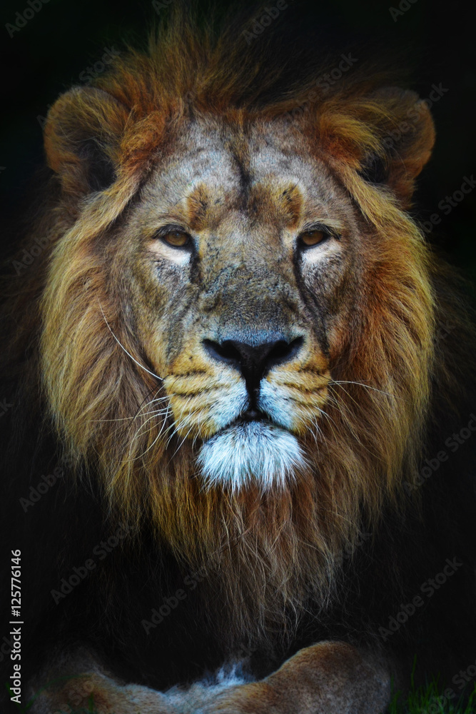 Fototapeta premium The King