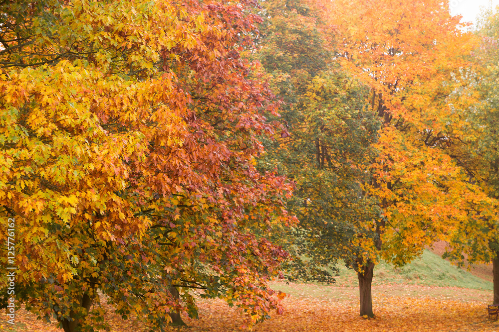 Herbstlandschaft mit bunten Blättern an den Bäumen