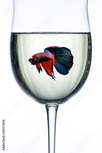 Red Blue halfmoon fighting fish in wine glass