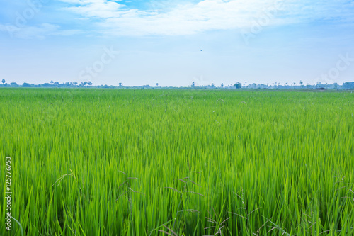 Selective focus of Raw rice in rice field under blue sky  nature background