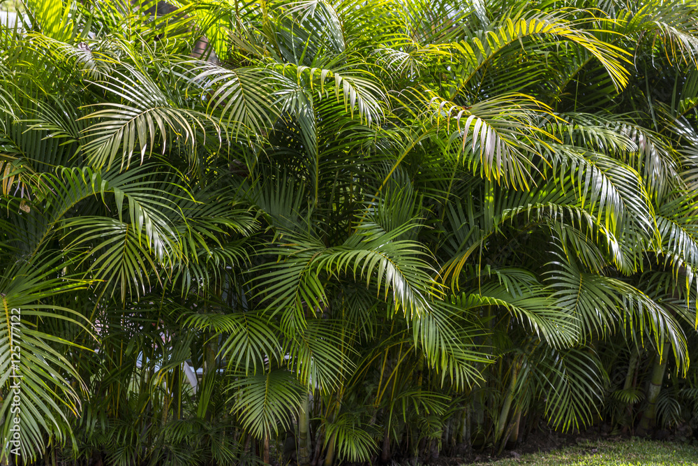 Approaching plant detail