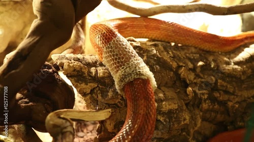 a corn snake shedding skin in terrarium. Pantherophis guttatus is a North American specie of rat snake that subdues its small prey by constriction.