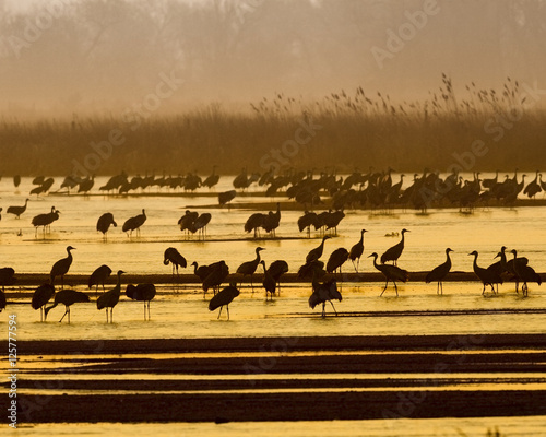 Sand Hill Cranes at sunrise © jaypetersen