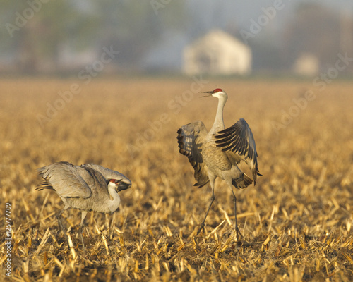 Sandhill crane mating dance