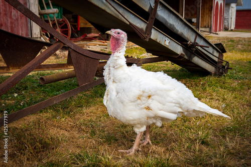 heritage turkey breed