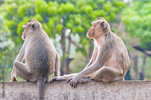 Portrait of two young monkey be inattentive  and sitting at the wall © pittawut