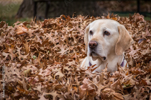 Labrador in Leaves