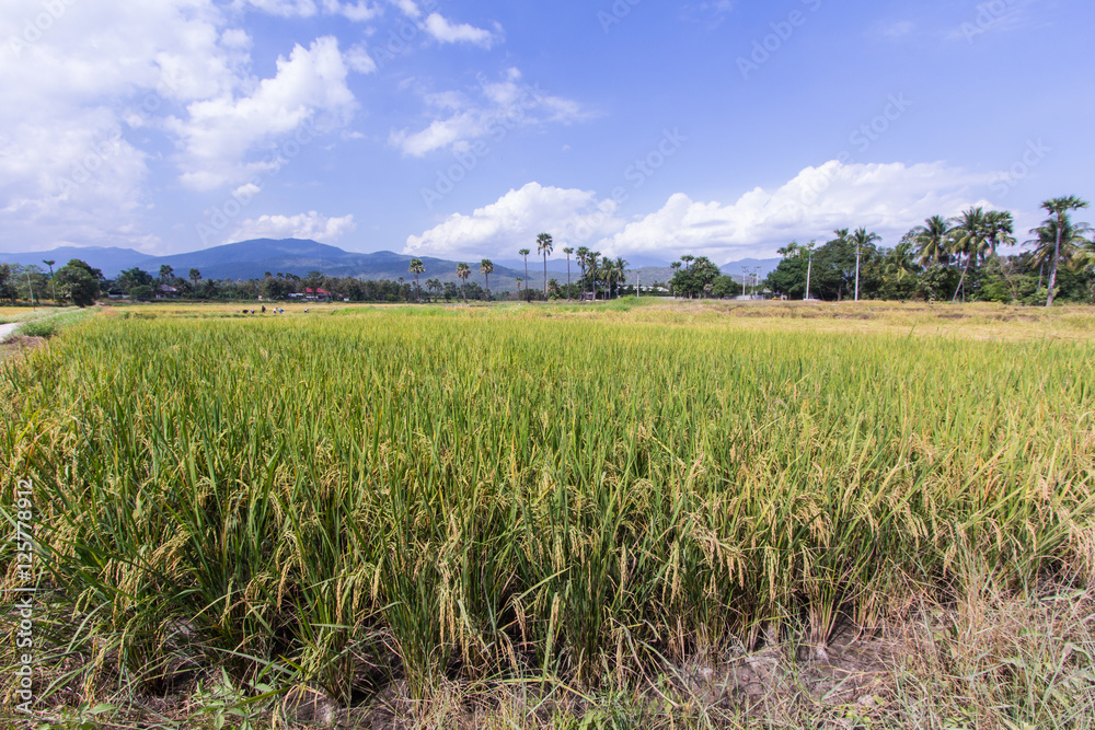 golden rice field in thailand