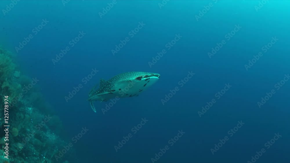 Whale shark swims on the edge of a coral reef. 4k footage Whale shark swims on the edge of a coral reef. 4k footage