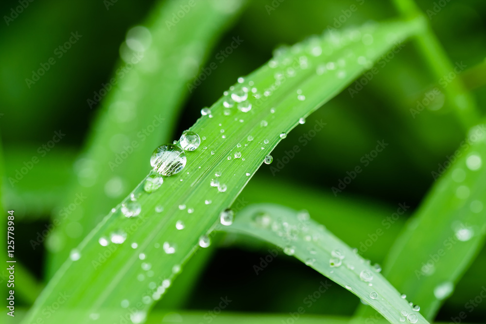 water drop on leaf grass water drop on leaf grass