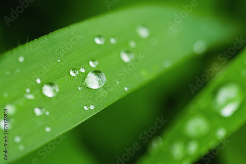water drop on leaf grass