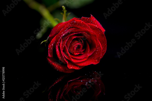 Fototapeta Naklejka Na Ścianę i Meble -  Red Rose on black base