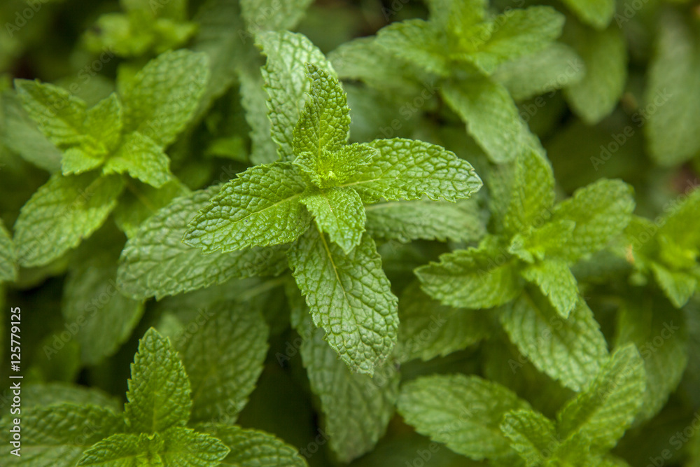 mint plant grow at vegetable garden mint plant grow at vegetable garden