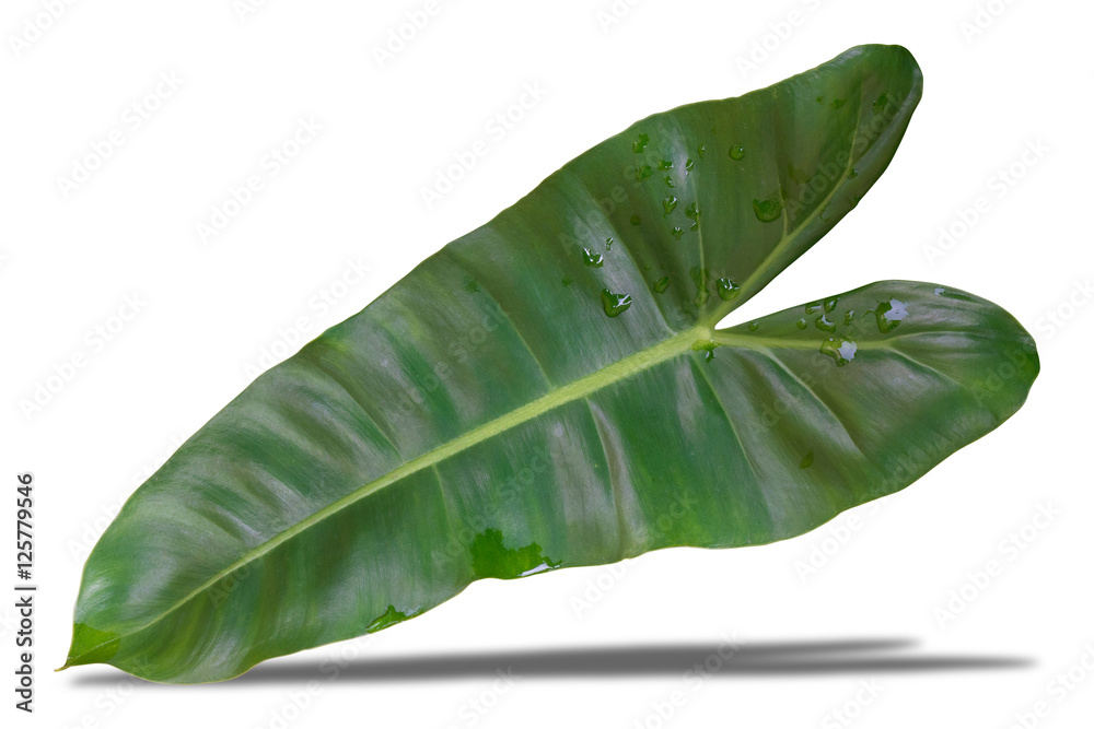 Fototapeta premium Green leaves with water drops