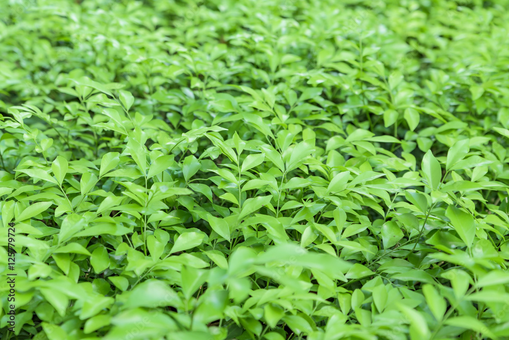 Shrub