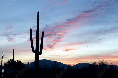 Saguaro cactus (lat. Carnegiea) on the background of the dawn s