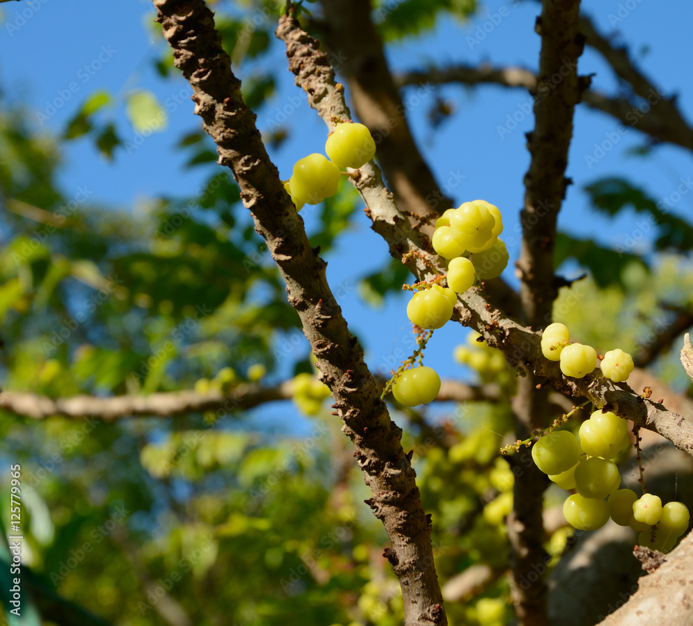 Close up group of Gooseberry on branch with blue sky background. Close up group of Gooseberry on branch with blue sky background.