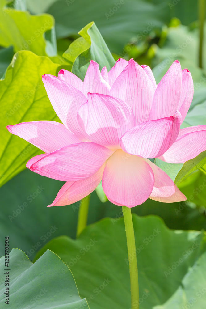 Obraz premium 蓮の花