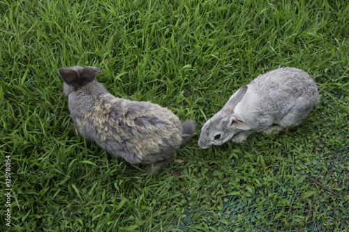 풀밭에서 놀고있는 토끼