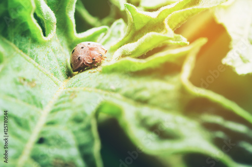 Ladybug on green leaf,copy space