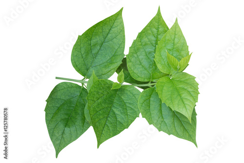 foliage green background, clipping path included.