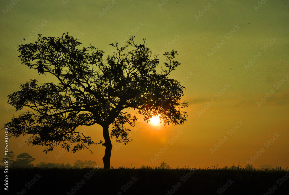 Fototapeta premium sunset and tree