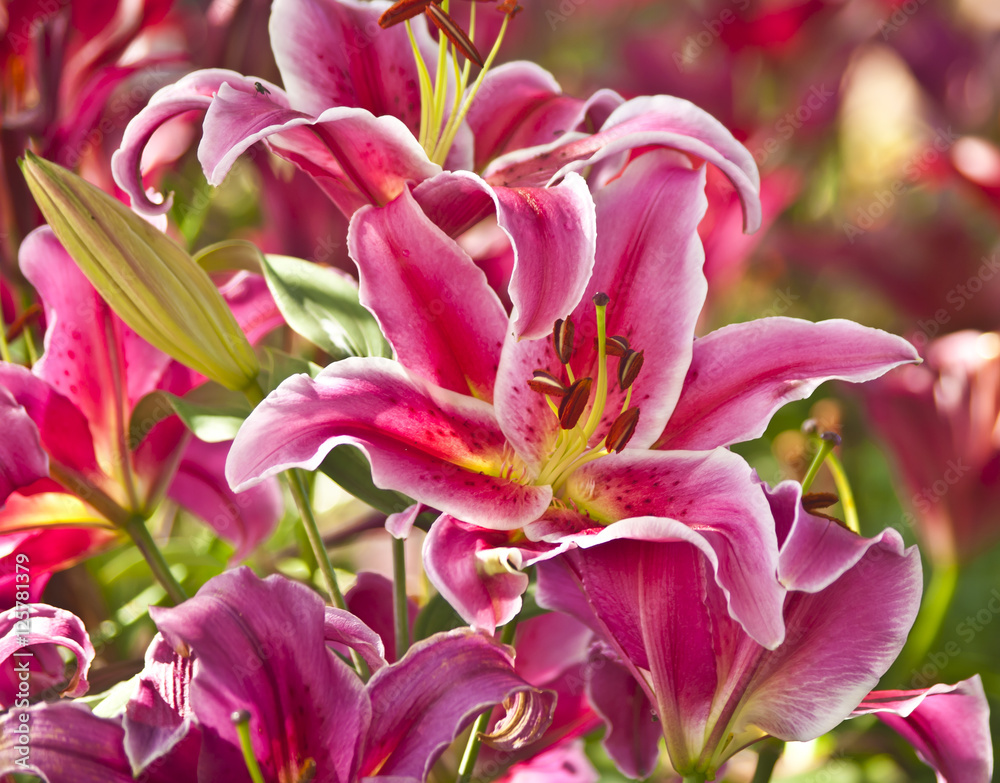 Blossoming pink lilies in the garden Blossoming pink lilies in the garden