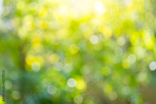 Blur image of sun light in forest background.