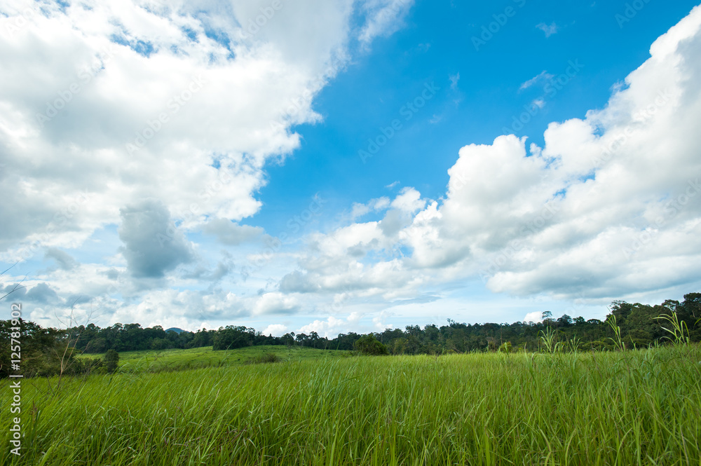 Green meadow under blue sky with clouds,Landscape field and sky Green meadow under blue sky with clouds,Landscape field and sky