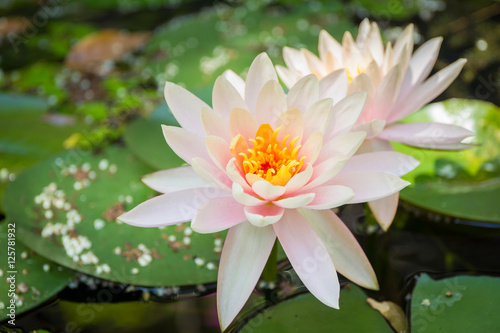 Beautiful lotus in lake close up.